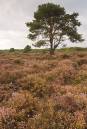 Tree-at-Dunwich-Heath.jpg