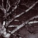 Tree-purple-1.jpg