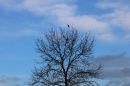 Tree-with-Jackdaws.jpg