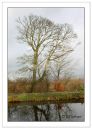 Tree10.jpg