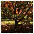 Tree3.jpg