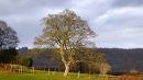 Tree_Late_Autumn.jpg