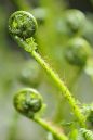 Uncurled-ferns.jpg