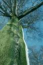 Up_a_Beech_Tree.jpg