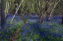 WF-Bluebells.jpg
