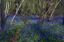 /gallery/data/2/thumbs/WF-Bluebells.jpg