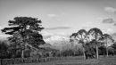 Wasdale_trees_wpf-1.jpg