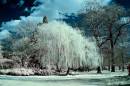 Weeping_Willow.jpg