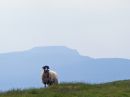 Wensleydale-Sheep.jpg
