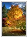 Westonbirt-4594_5_6-RAW_v1.jpg
