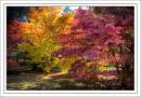 Westonbirt-4615_6_4-Edit_v1.jpg