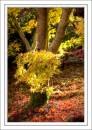 Westonbirt-4620_1_2-Edit_v1.jpg