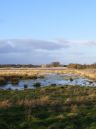 Wetland.jpg