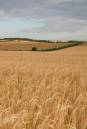 Wheat-field-Linton.jpg