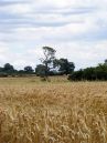 Wheatfield.jpg