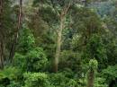Wind_in_the_forest.jpg