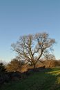 Winter-Tree.jpg