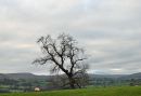 Winter-Tree1.jpg