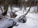 Winter_Woods_2.jpg