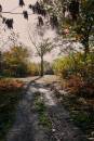 Woodland-Light.jpg