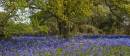 Woodland-carpet.jpg