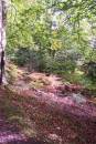 Woodland_view.JPG