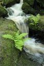 Wyming-brook-spring-wpf.jpg