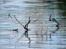 Wyong_River_ripples_22-4-07.JPG