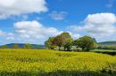 XT103872M_resize.JPG