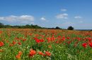 XT103973M_resize.JPG