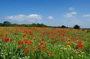 XT103975M_resize.JPG
