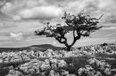Yorkshire_Dales-6.jpg