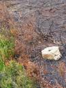 ater-the-fire1.jpg