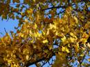 autumn.jpg