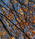 autumn_branches.jpg
