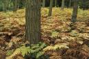 autumnal-ferns.jpg