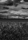 b_w-fieldweb.jpg