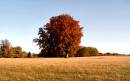 beech_2.jpg