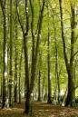 beech_trees_in_deepcar_woods.jpg