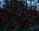 berries_.JPG