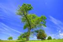 big_tree.jpg