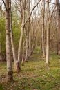 birches_colour_copy.jpg