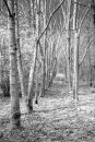 birches_copy.jpg
