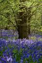 blue-woods.jpg