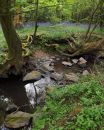 bluebell_wood_copy.jpg