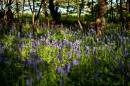 bluebells_800x600_.jpg
