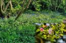 bluebells_and_blossom.jpg