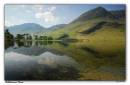 buttermere_pines.jpg