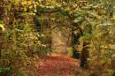 chestnut_2738.jpg