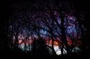 colourskytrees.jpg